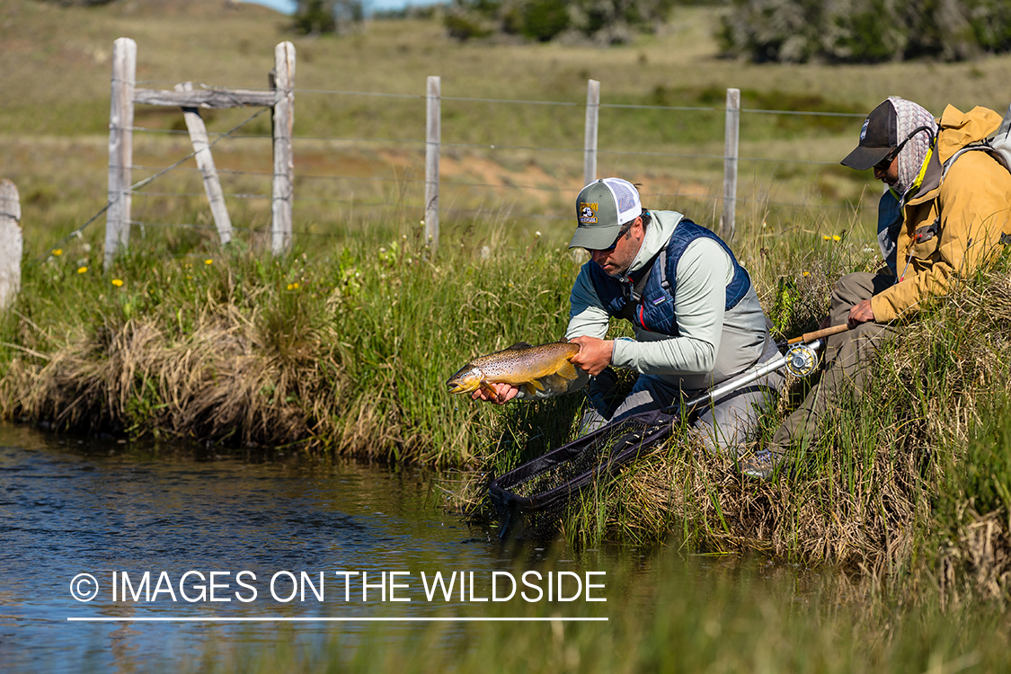 Flyfisherman releasing trout.