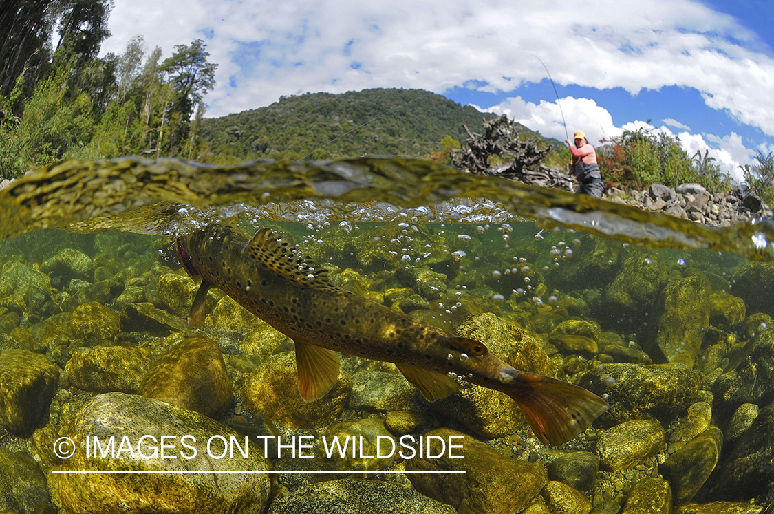 Flyfishing woman fighting trout.