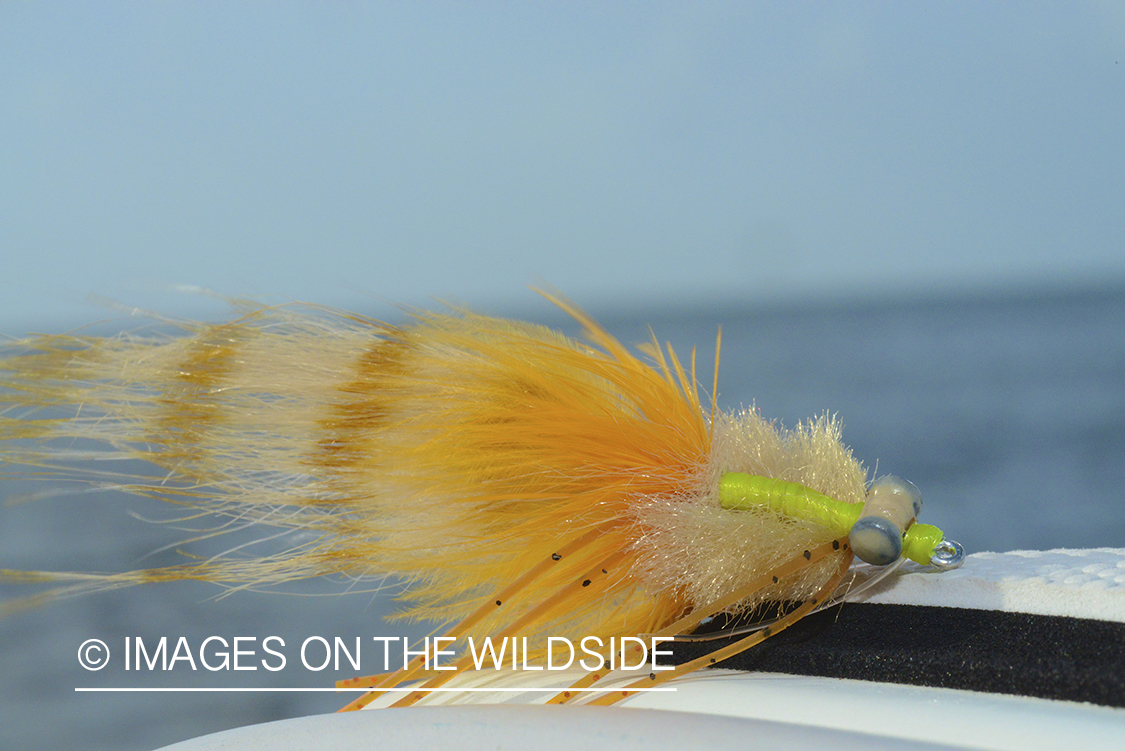 Fly for saltwater flyfishing.