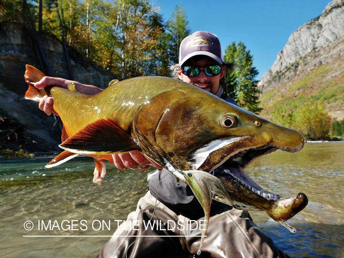 Flyfisherman with bull trout.