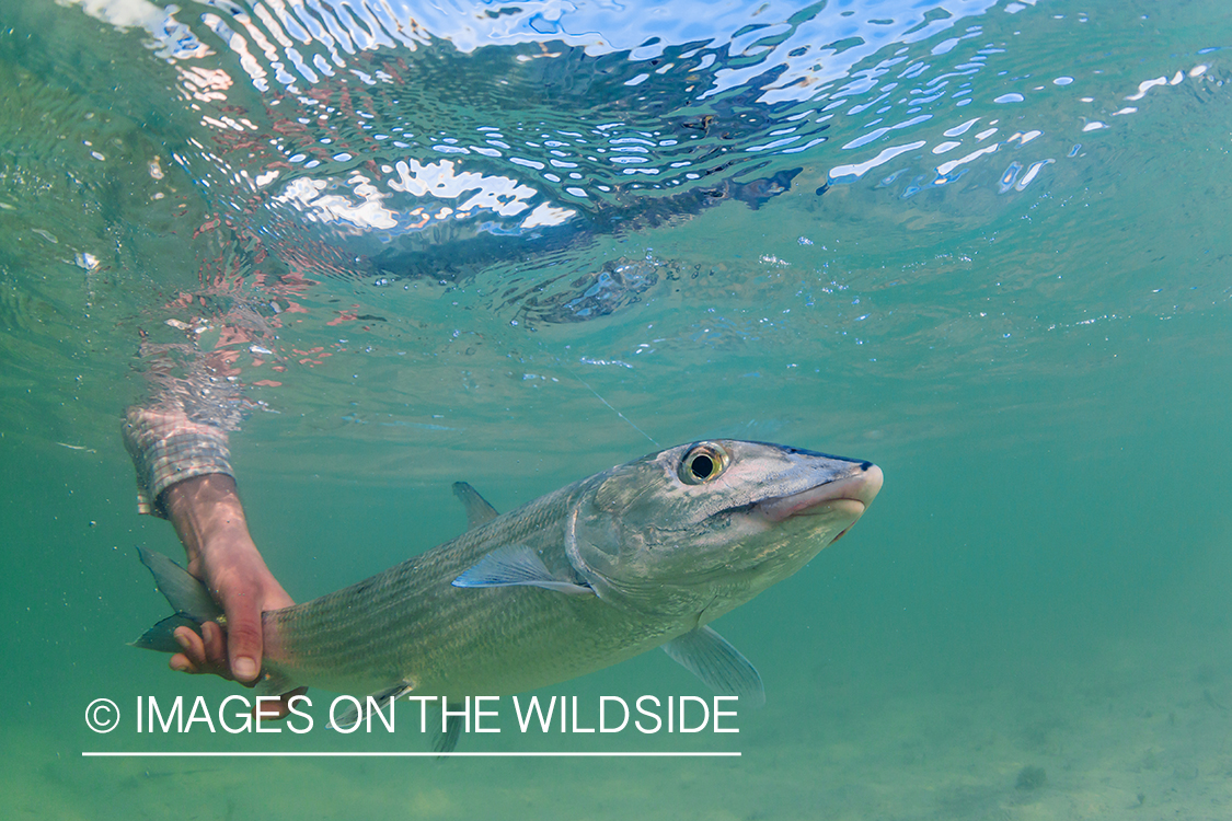 Bonefish being released.