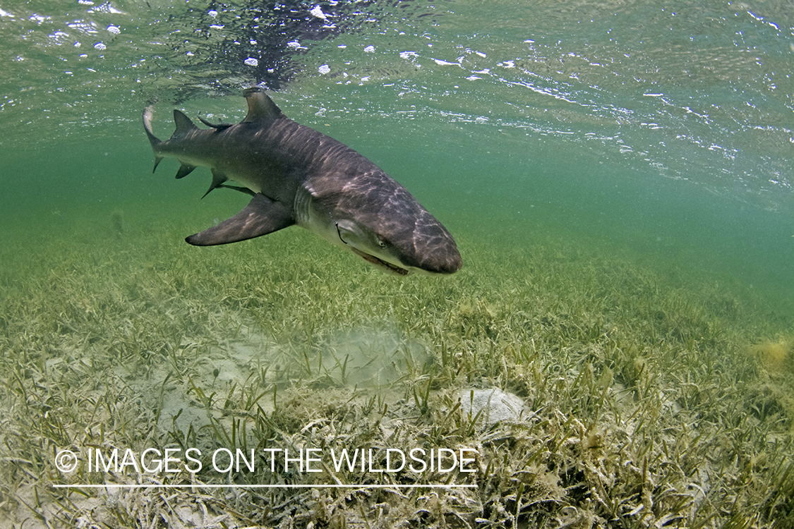 Lemon Shark on line in shallow waters. 