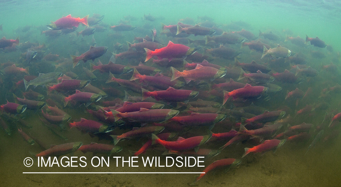 Sockeye Salmon. 