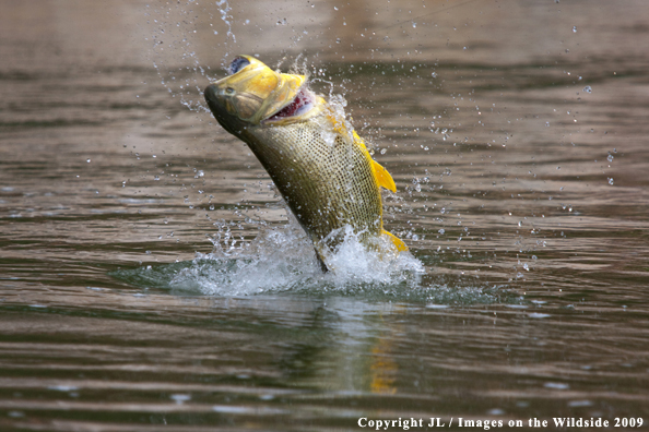 Golden Dorado fighting