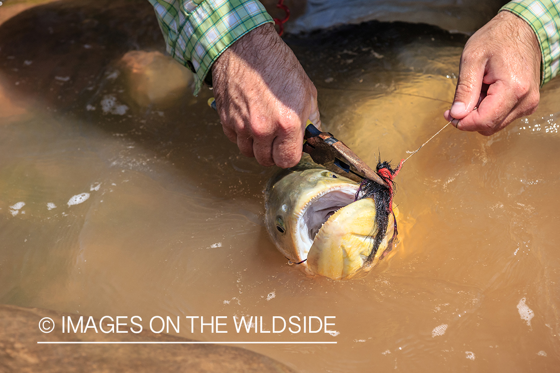 Flyfishing for Golden Dorado in Bolivia.