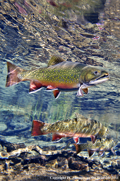 Brook trout, Headwaters Williamson River, OR. 