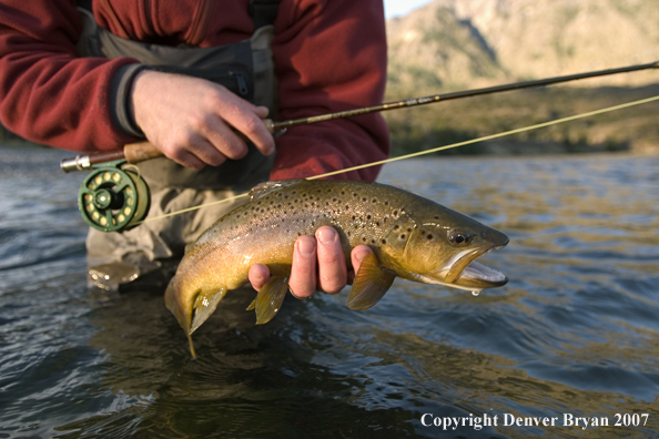 Flyfisherman holding/releasing brown trout.  Closeup of trout.