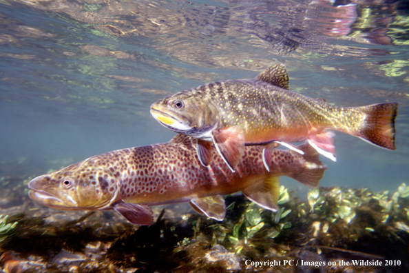 Brook and Brown Trout