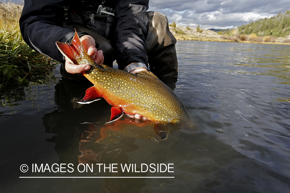 Brook Trout