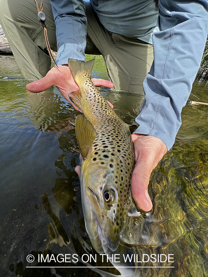 Flyfisherman holding brown trout on stream.