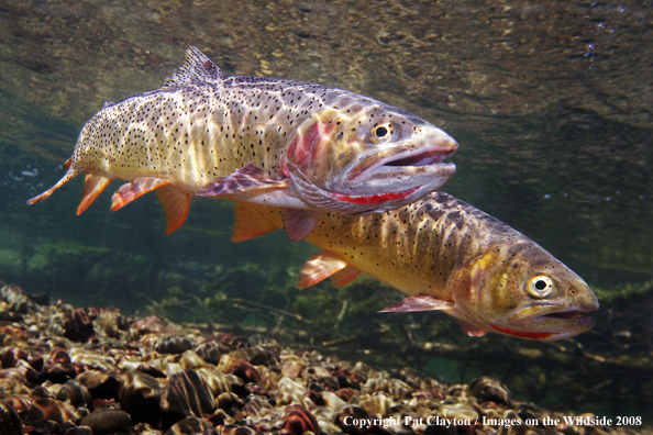 Cutthroat Trout