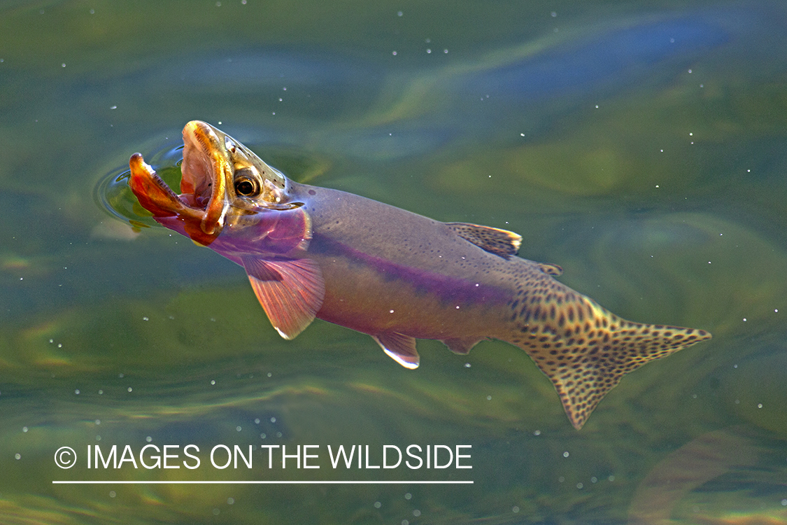 Golden trout surfacing.