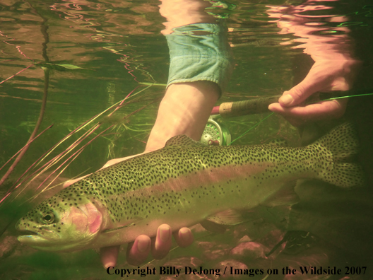 Flyfisherman with rainbow trout