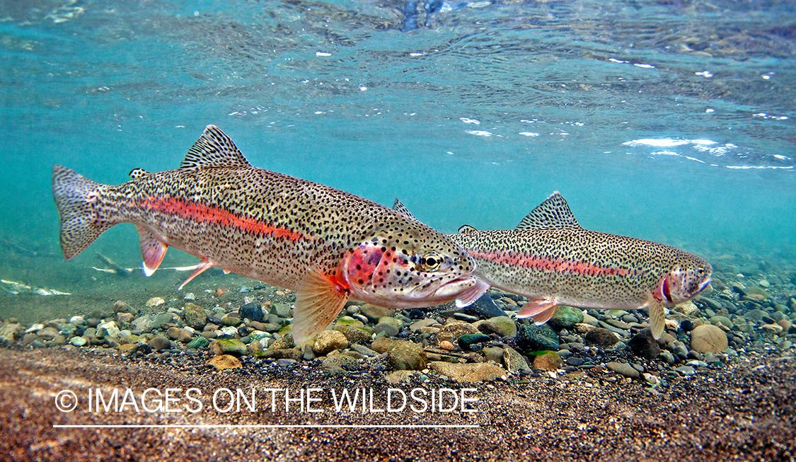 Alaskan Rainbow Trout (Bristol Bay, Alaska)