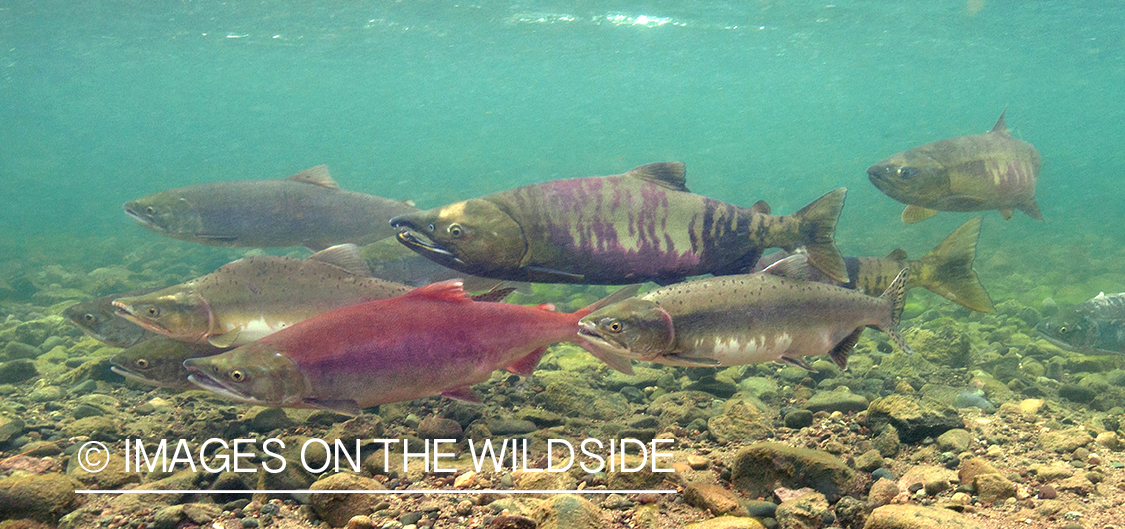 Chum, Pink and Sockeye Salmon.