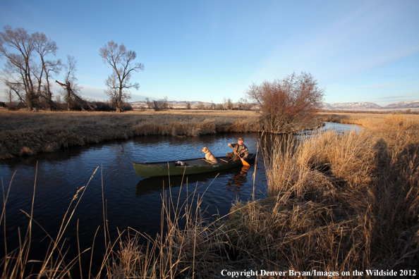 Duck hunter and yellow labrador retriever in canoe. 