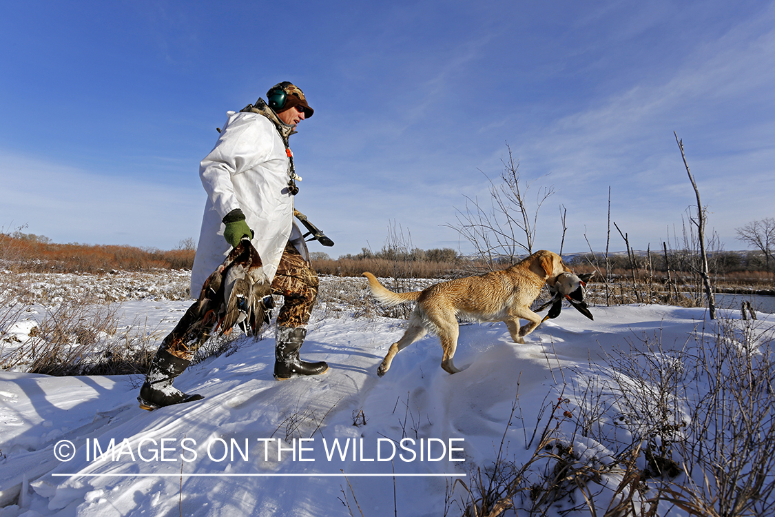 Waterfowl hunter and yellow labrador with bagged mallards in field.