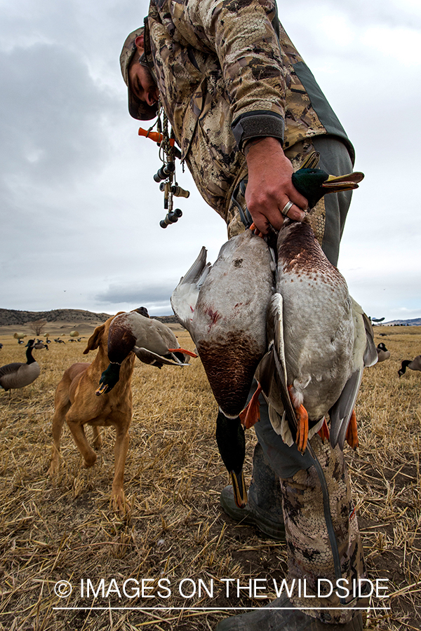 Lab retrieving downed mallard duck.