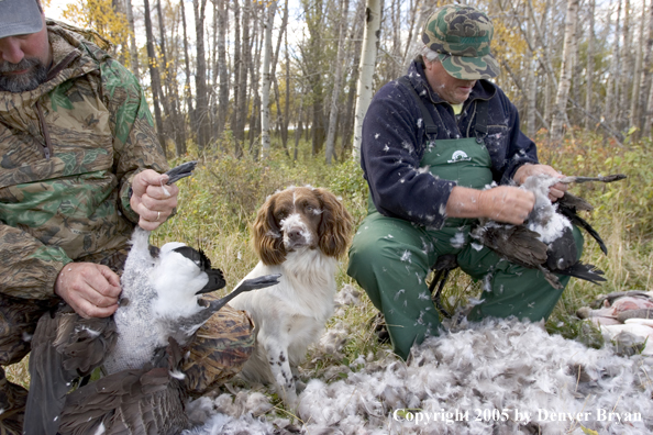 Goose hunters cleaning geese with springer spaniel in feathers.