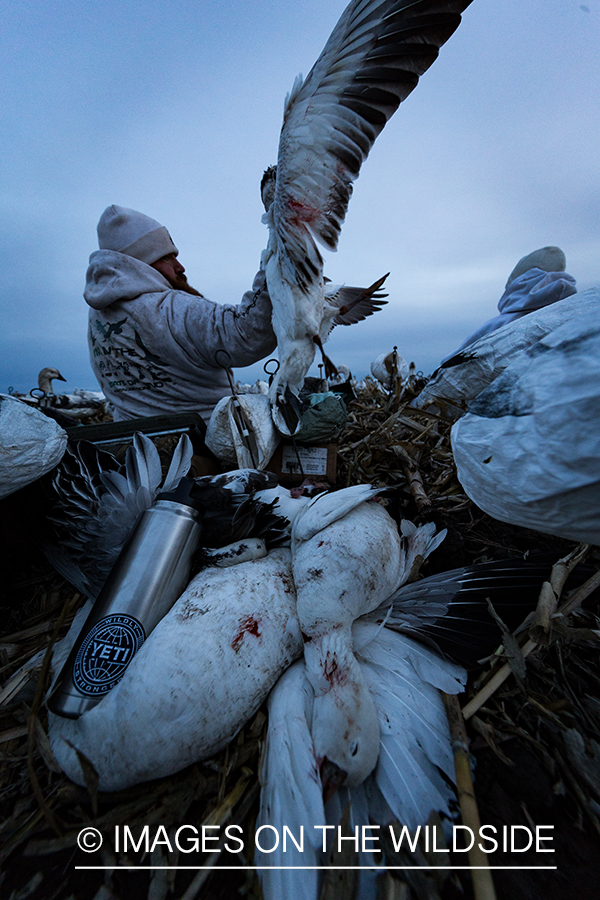 Hunter in field with newly bagged geese.