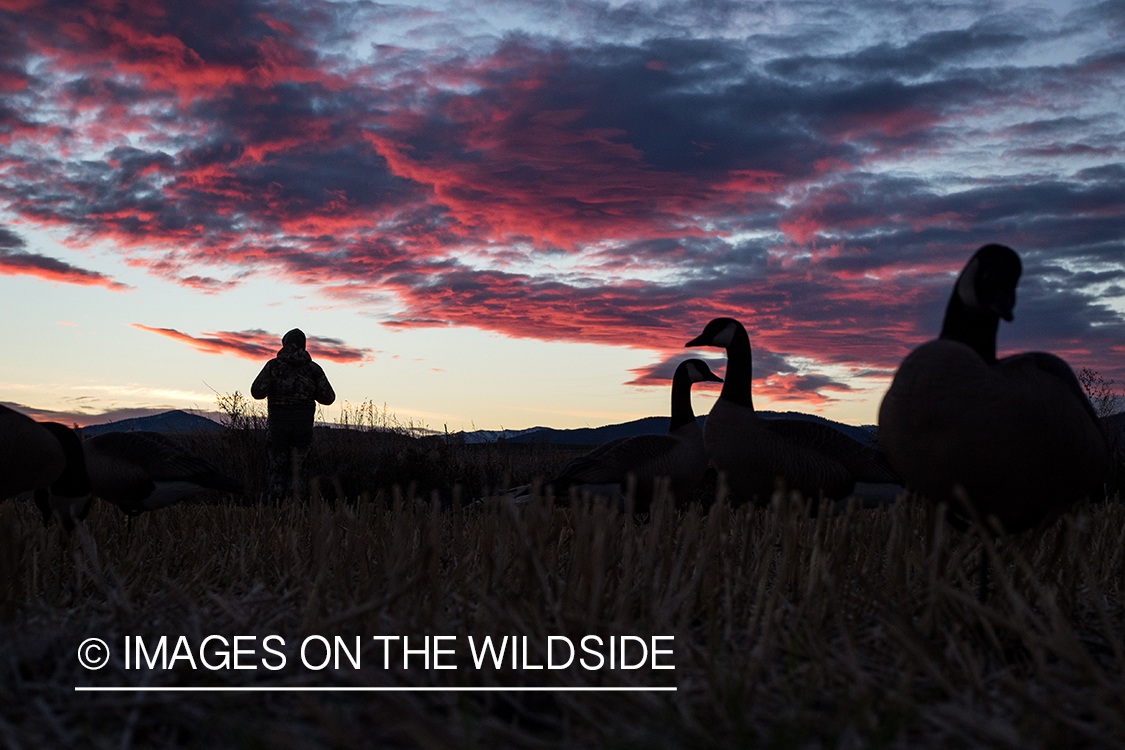 Hunters setting up goose decoys at dawn.