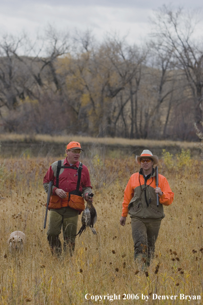 Upland hunters in field with bagged ring-necked pheasant.