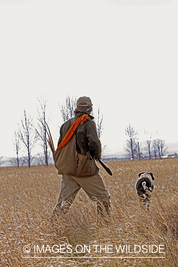 Pheasant hunter in field. 