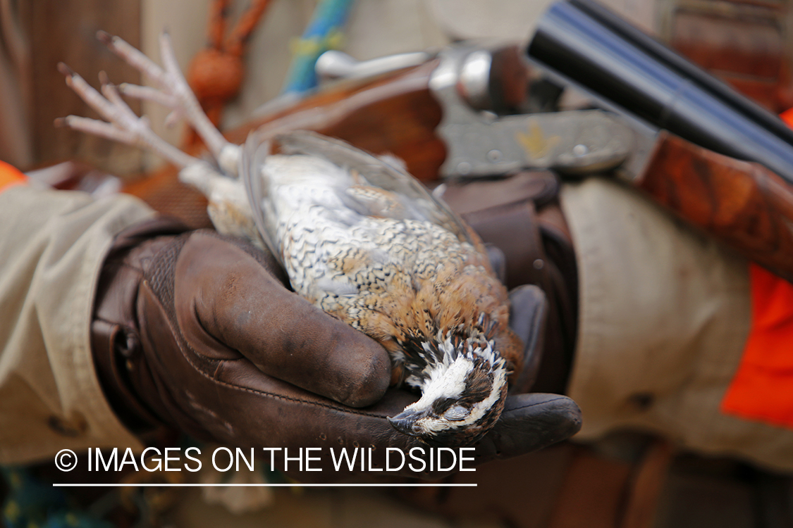 Bobwhite quail hunter with bagged bobwhite quail.