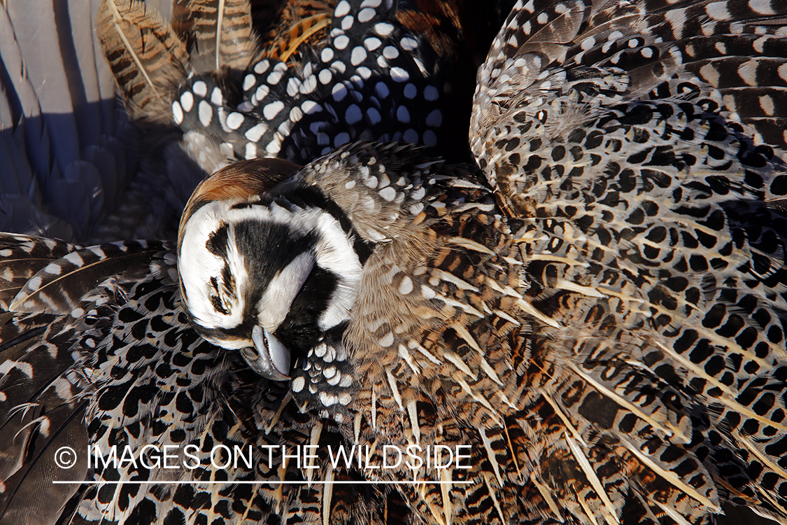 Bagged Mearns quail.