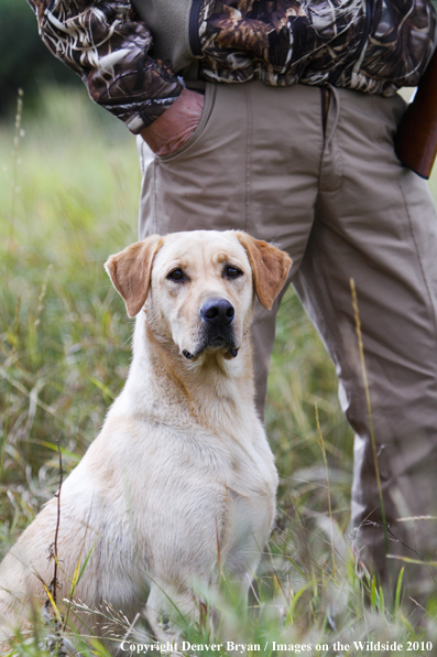 Dove Hunting