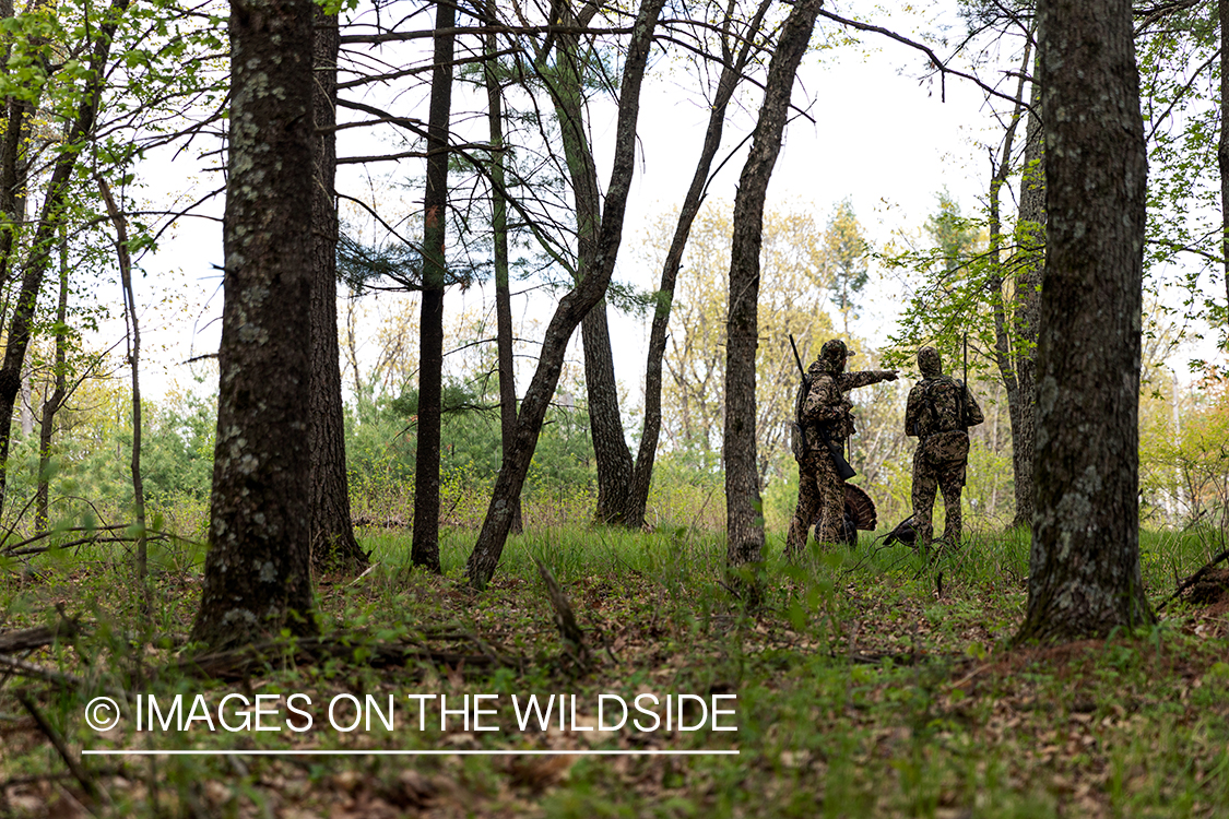 Hunter setting up turkey decoy.