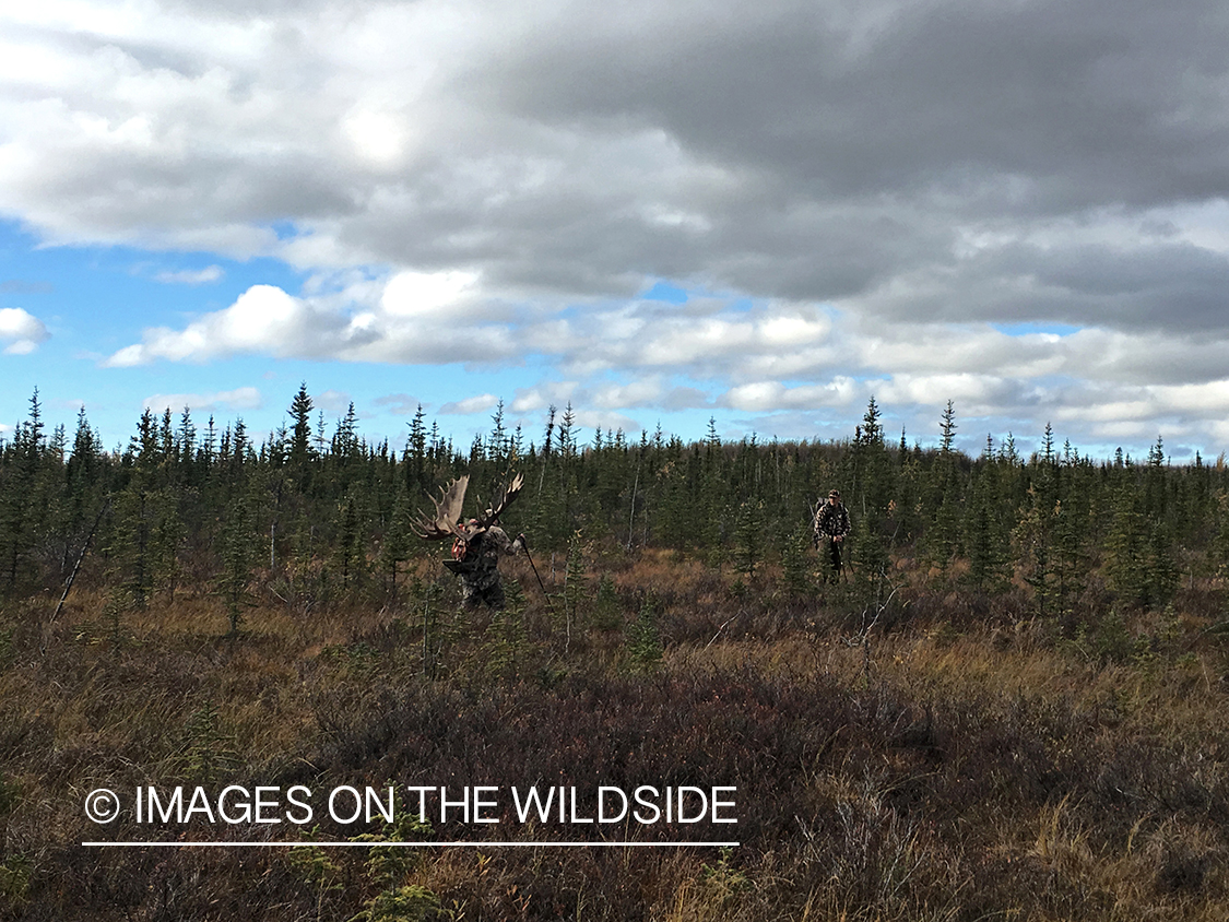 Hunters packing out Alaskan moose.