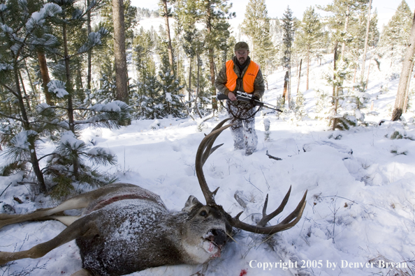 Mule deer hunter walking towards downed buck.