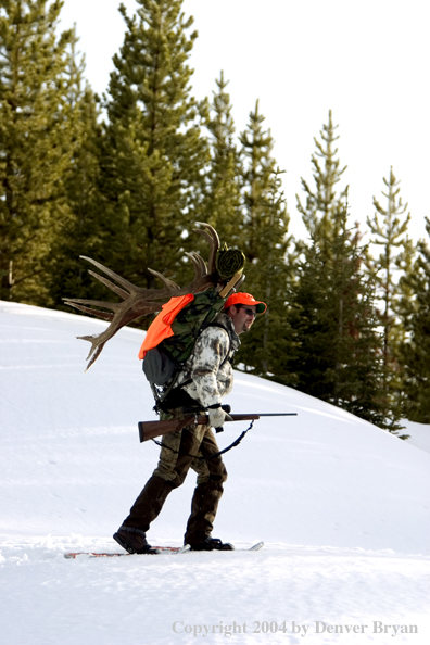 Big game hunter packing elk rack out on snowshoes.