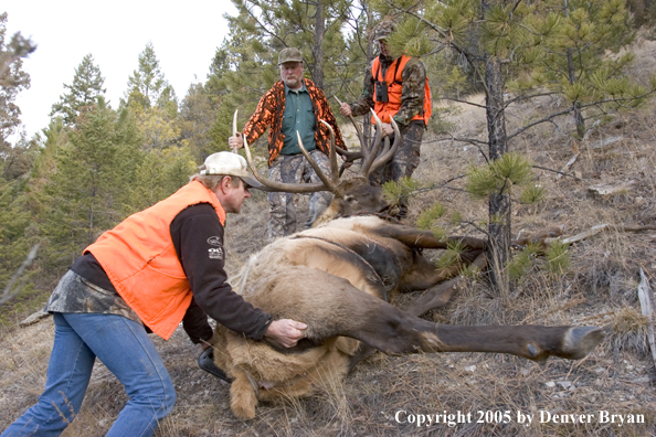  Elk hunters dragging bagged elk through woods.