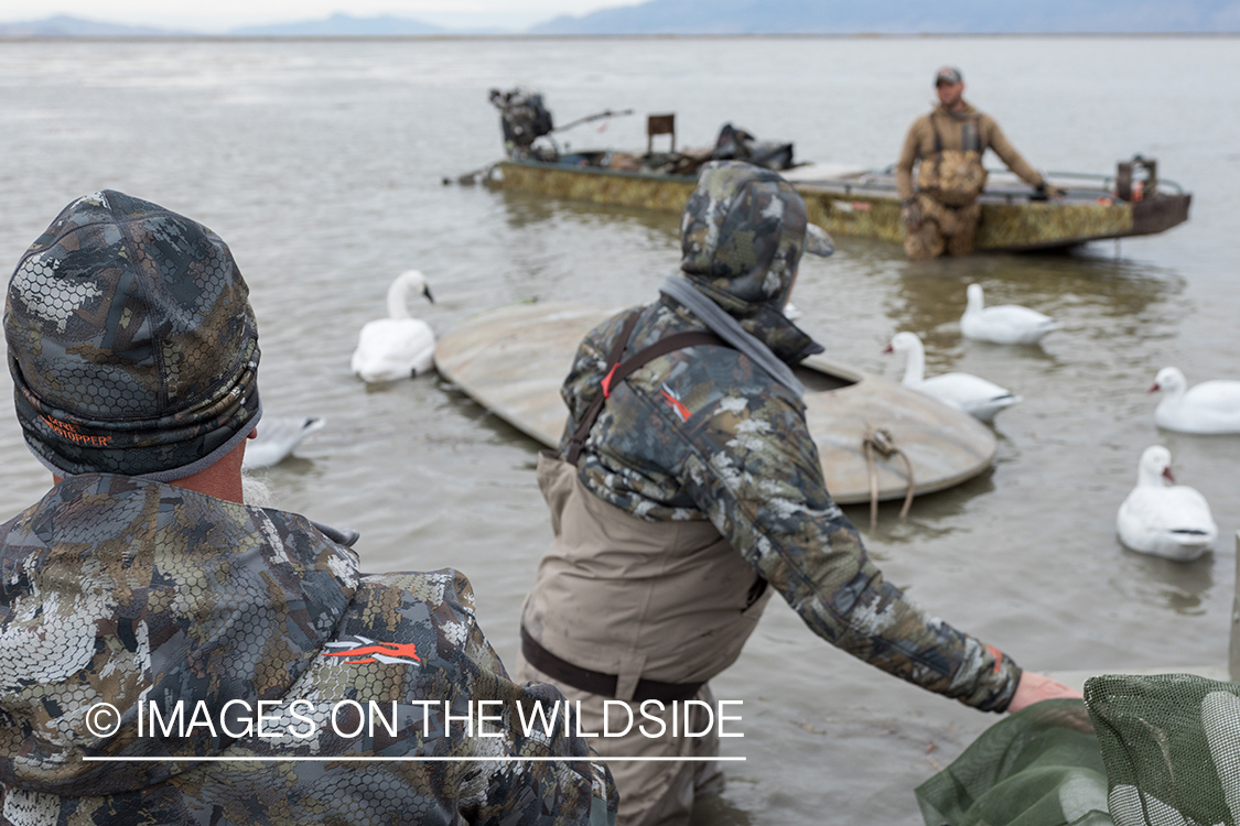 Hunting Tundra Swans and Ducks in Bear River region in Utah.