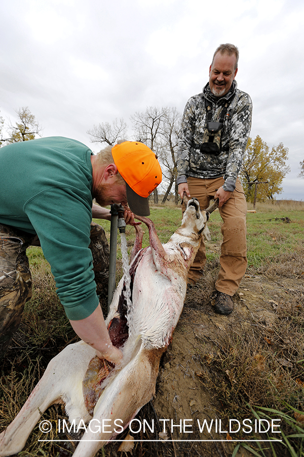 Hunters washing out field dressed antelope.