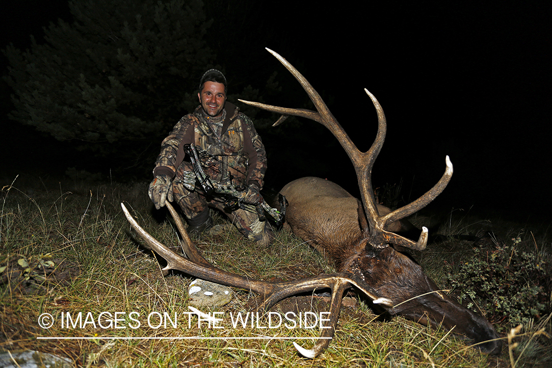 Hunter with down bull elk. 