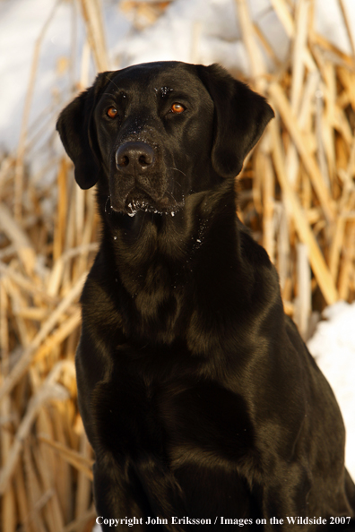 Black Labrador Retriever in field