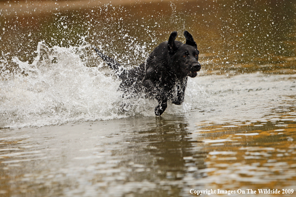 Black Labrador Retriever