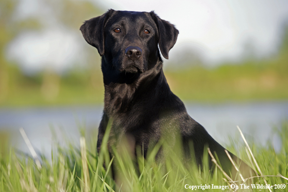 Black Labrador Retriever in field