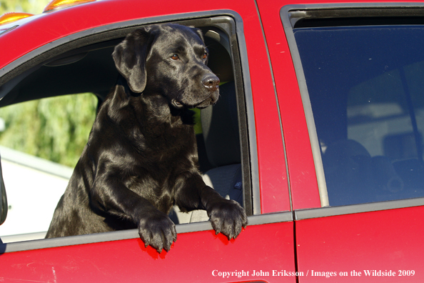 Black Labrador Retriever in truck