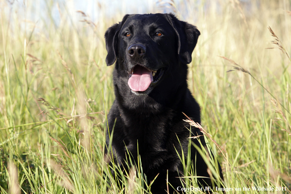 Black Labrador Retriever.