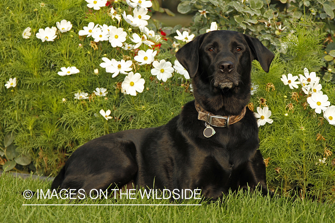 Black Labrador Retriever