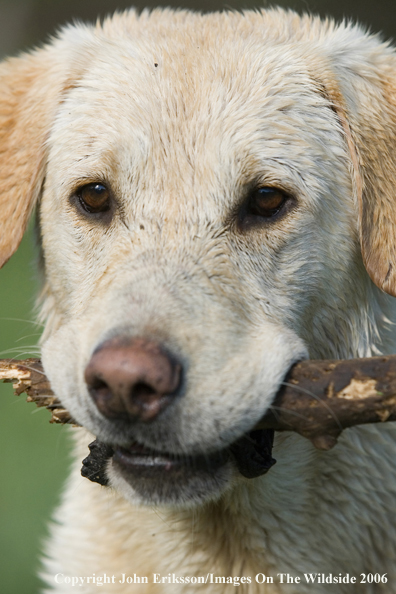 Yellow Labrador Retriever.