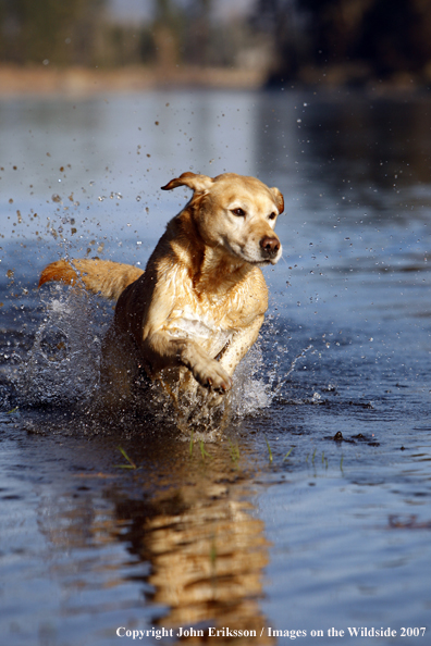 Yellow Labrador Retriever in field