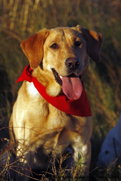 Yellow Labrador Retriever in field