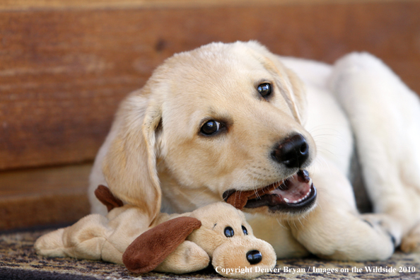 Yellow Labrador Retriever Puppy with toy