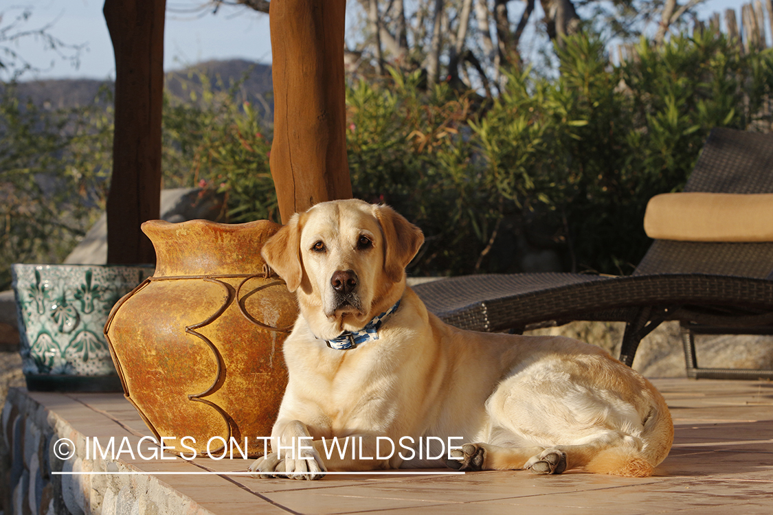 Yellow lab on deck.