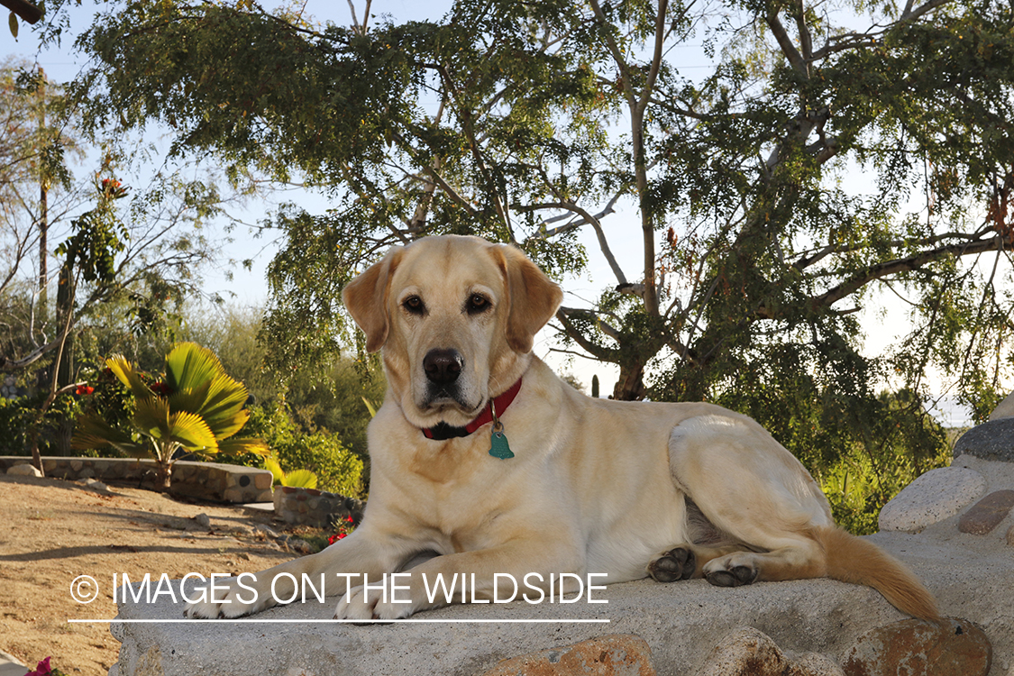 Yellow lab laying on rock.